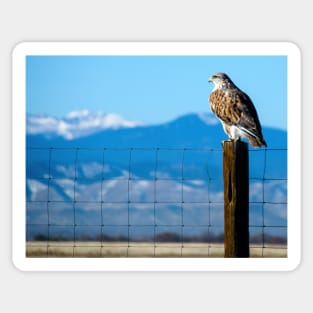 Ferruginous Hawk Sticker